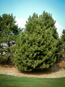 Сосна Чёрная (Pinus Nigra) купить по цене от 270.00р. в интернет-магазине «Посадика» с доставкой почтой в в Озерске и по всей России – [изображение №1].