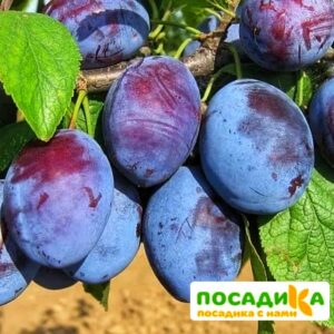 Слива Чачакская ранняя купить по цене от 229.00р. в интернет-магазине «Посадика» с доставкой почтой в в Озерске и по всей России – [изображение №1].