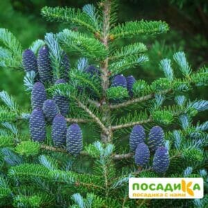 Пихта корейская (Abies koreana) купить по цене от 450.00р. в интернет-магазине «Посадика» с доставкой почтой в в Озерске и по всей России – [изображение №1].