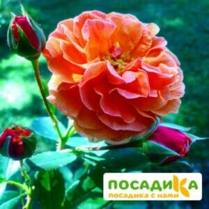 Роза Арабия купить по цене от 350.00р. в интернет-магазине «Посадика» с доставкой почтой в в Озерске и по всей России – [изображение №1].