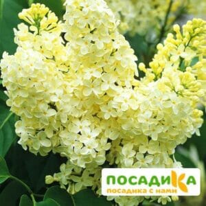 Сирень Примроуз (Primrose) купить по цене от 529.00р. в интернет-магазине «Посадика» с доставкой почтой в в Озерске и по всей России – [изображение №1].