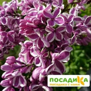 Сирень Сенсация купить по цене от 529.00р. в интернет-магазине «Посадика» с доставкой почтой в в Озерске и по всей России – [изображение №1].