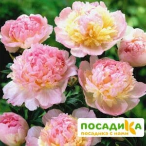 Пион Распберри Сандей (Paeonia Raspberry Sundae) купить по цене от 959р. в интернет-магазине «Посадика» с доставкой почтой в в Озерске и по всей России – [изображение №1].