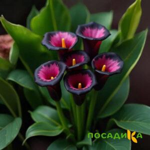 Калла Аура Лейс купить по цене от 400р. в интернет-магазине «Посадика» с доставкой почтой в в Озерске и по всей России – [изображение №1].
