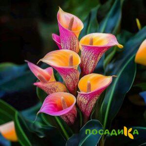 Калла Оникс купить по цене от 450р. в интернет-магазине «Посадика» с доставкой почтой в в Озерске и по всей России – [изображение №1].