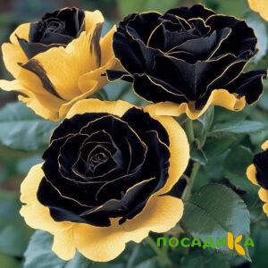 Роза Ханни Сикл купить по цене от 700р. в интернет-магазине «Посадика» с доставкой почтой в в Озерске и по всей России – [изображение №1].