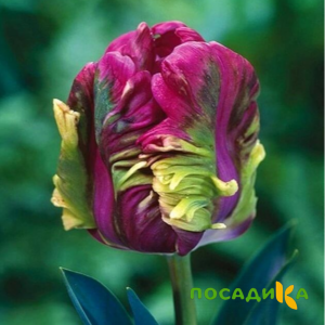 Тюльпан Экзотик Хэвен купить по цене от 186р. в интернет-магазине «Посадика» с доставкой почтой в в Озерске и по всей России – [изображение №1].