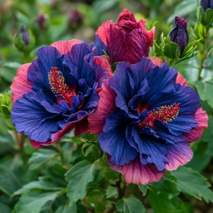 Гибискус Роуз Шайн купить по цене от 360р. в интернет-магазине «Посадика» с доставкой почтой в в Озерске и по всей России – [изображение №1].