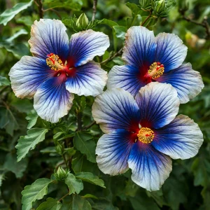 Гибискус Илюжн Вилью купить по цене от 259р. в интернет-магазине «Посадика» с доставкой почтой в в Озерске и по всей России – [изображение №1].