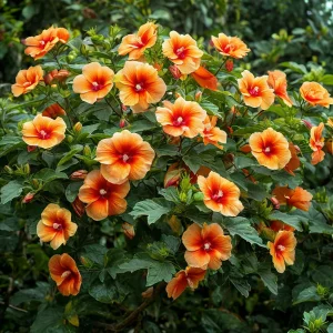 Гибискус Кристал Рэй купить по цене от 458р. в интернет-магазине «Посадика» с доставкой почтой в в Озерске и по всей России – [изображение №1].