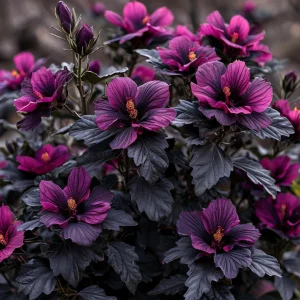 Гибискус Корал Чарм купить по цене от 271р. в интернет-магазине «Посадика» с доставкой почтой в в Озерске и по всей России – [изображение №1].