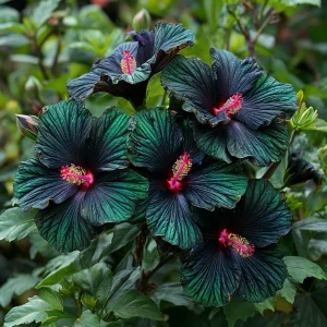 Гибискус Пикок Плюм купить по цене от 490р. в интернет-магазине «Посадика» с доставкой почтой в в Озерске и по всей России – [изображение №1].