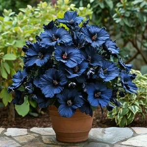 Гибискус Селестиал Флейм купить по цене от 326р. в интернет-магазине «Посадика» с доставкой почтой в в Озерске и по всей России – [изображение №1].