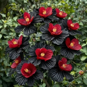 Гибискус Ройял Афеа купить по цене от 460р. в интернет-магазине «Посадика» с доставкой почтой в в Озерске и по всей России – [изображение №1].