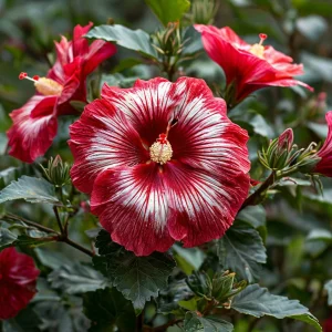 Гибискус Пурпл Мистик купить по цене от 360р. в интернет-магазине «Посадика» с доставкой почтой в в Озерске и по всей России – [изображение №1].