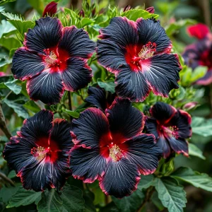 Гибискус садовый Файер Дэнсер купить по цене от 450р. в интернет-магазине «Посадика» с доставкой почтой в в Озерске и по всей России – [изображение №1].